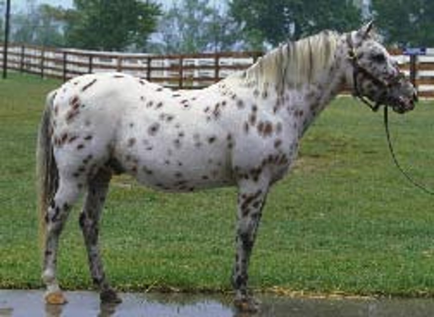 <p>pony breed:</p><p>(POA) Shetland stallion bred to Appaloosa mare or reciprocal cross; must have Appaloosa coloring</p>