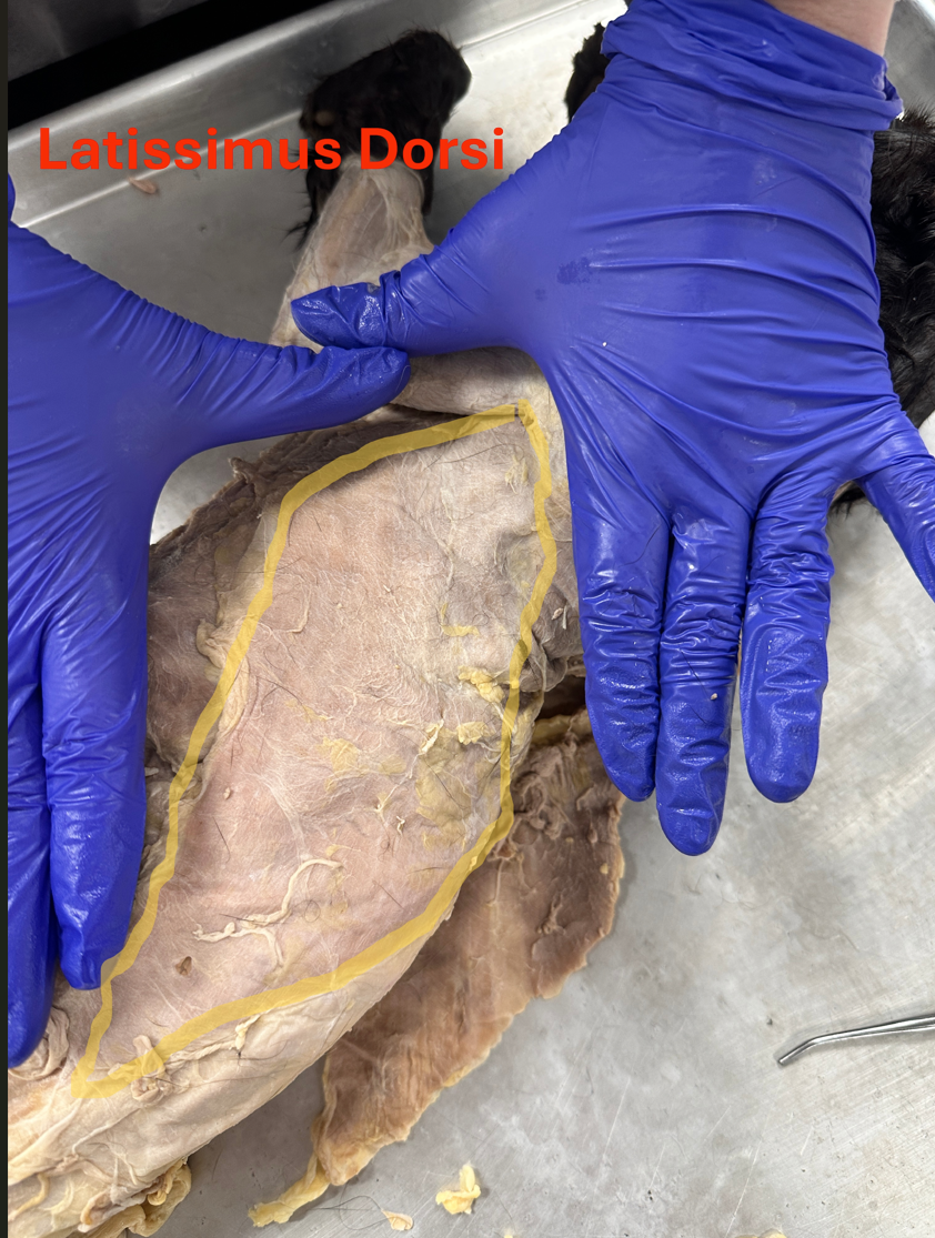 <p>The flap of skin on the side of the belly, maybe uncut side"? its just the side as the posterior shoulder and back muscles</p>