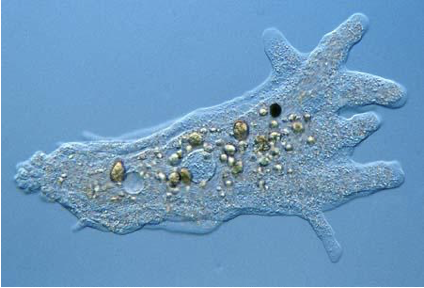 <p>Amoeba </p>