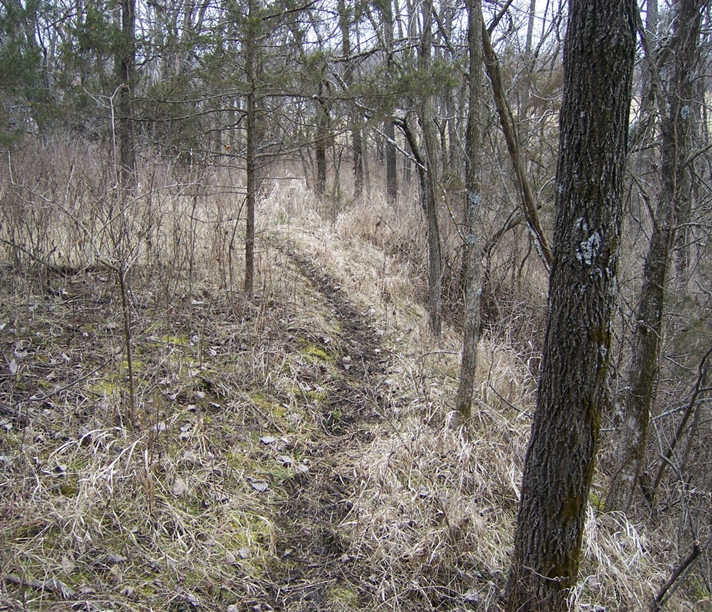 <p><span>a distinct, worn-down path or trail created by the repeated travel of small animals through dense undergrowth.</span></p>