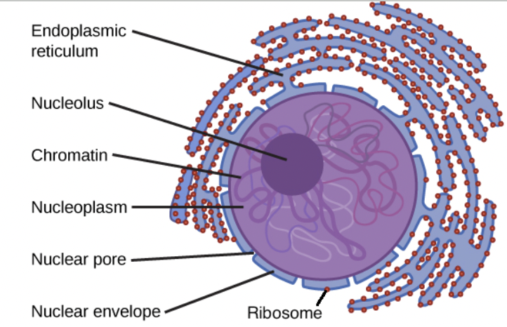<p>Dense region of proteins and nucleic acid where ribosomal subunits are being produced </p>