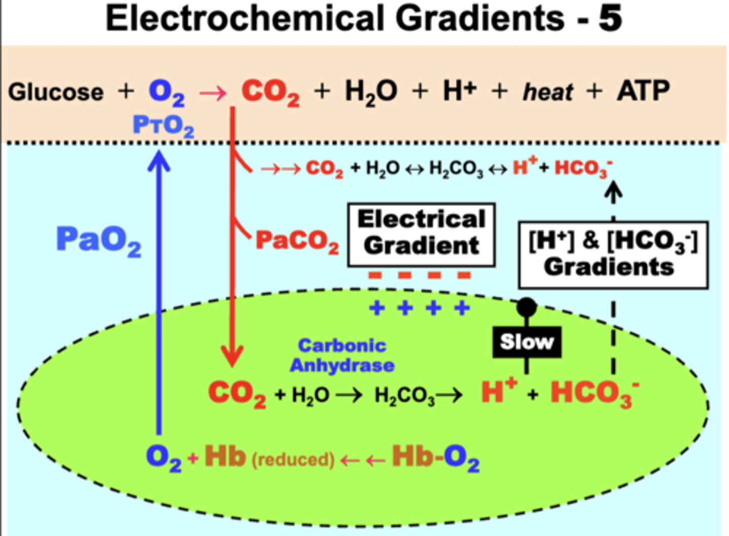 <p>Because a disproportionate amount of CO2 conversion occurs within RBCs -></p><p>- 12-fold [H+] &amp; [HCO3-] Gradients develop between RBCs and the plasma</p><p>- HCO3- readily diffuses out of RBCs into plasma</p><p>Electrical Gradient:</p><p>- cations such as H+ do NOT easily cross cell membranes</p><p>- causes more net anion (HCO3-) flux into plasma</p><p>- forms a net electrical gradients across RBC membranes (inside more + relative to the outside)</p>