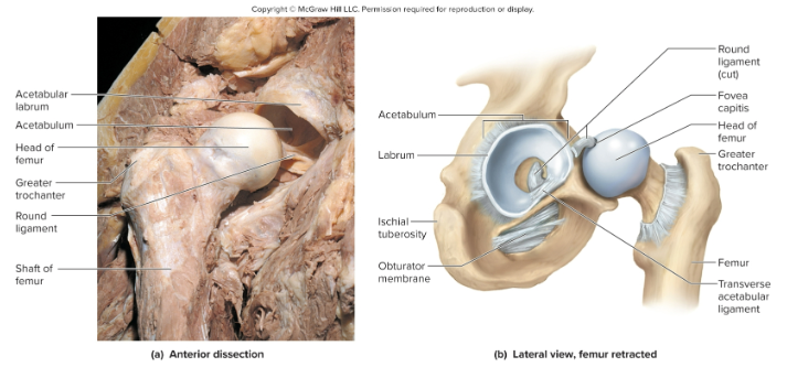 <p>anatomy of the hip joint: </p>