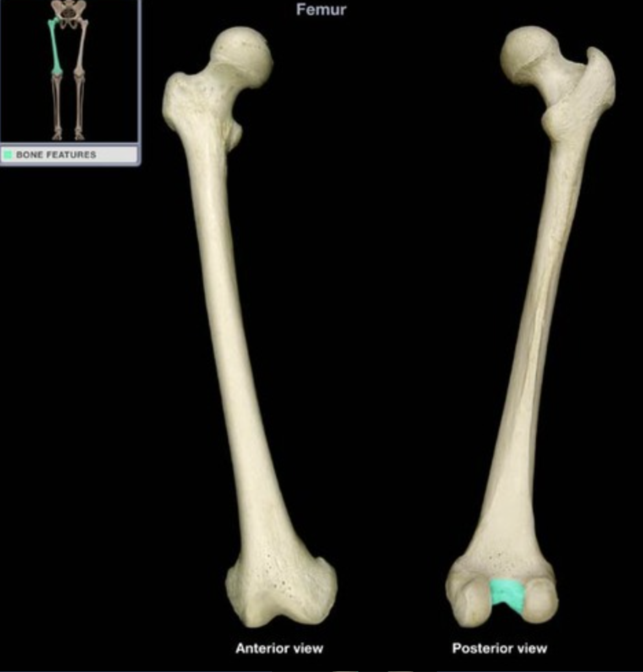 <p>Raised line between the lateral and medial condyles, above the intercondylar fossa</p>