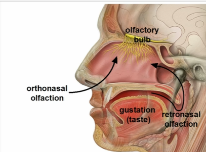 <ul><li><p>orthonasal olfaction </p></li><li><p>retronasal olfaction </p></li></ul><p></p>