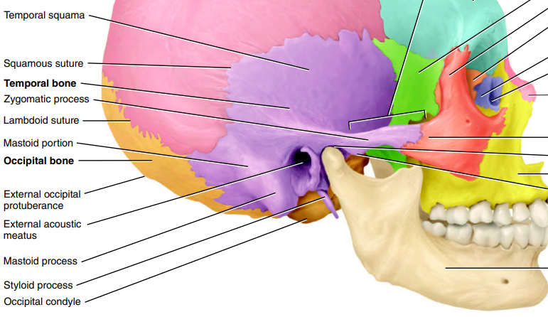 <p>markings → mandilar fossa, styloid process, mastoid process, external auditory meatus</p><p>description → inferior lateral aspects of cranial cavity base</p><p>function → protects temporal lobe and cranial nerves</p>