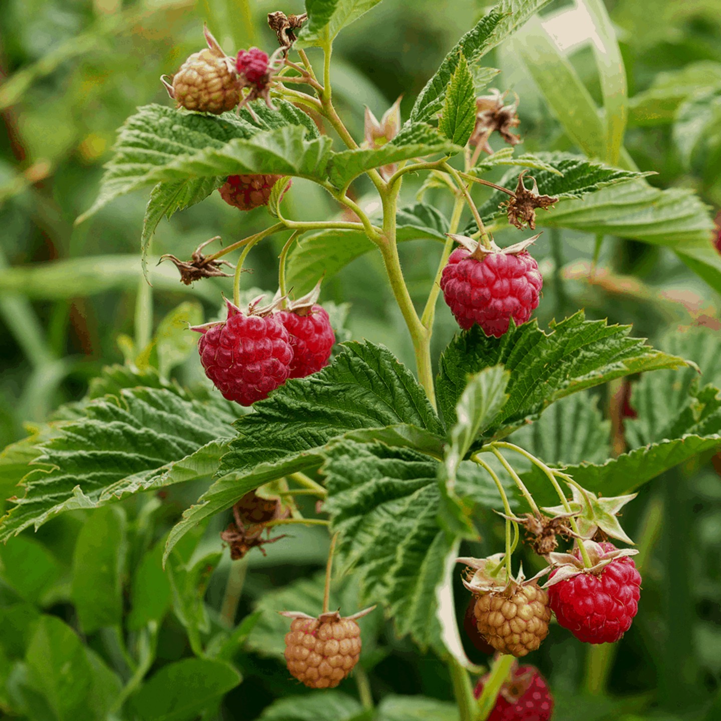 <p>Rubus idaeus - <strong>Rosaceae</strong></p><p></p>