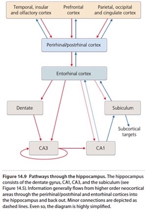 <p>neurons form entorhinal cortex project to dentate gyrus → CA3 → CA1 → subiculum which finally projects out of hippocampus to entorhinal cortex &amp; several subcortical targets (e.g. amygdala, hyothalamus, etc.)</p>