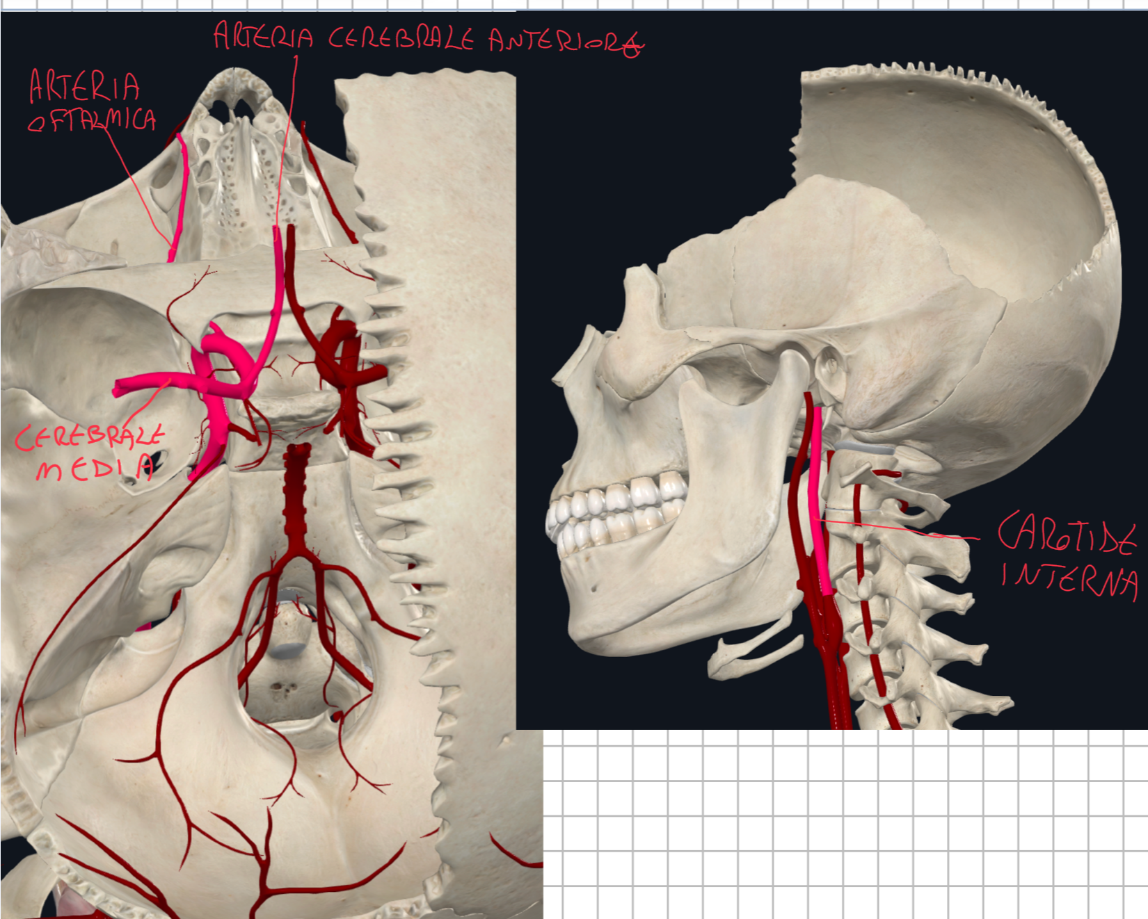 <p>La carotide interna, durante il suo ripiegamento (sifone) emette l’arteria oftalmica (con rami per l’occhio e l’orbita → arteria sopraorbitaria e sovratrocleare) e poi l’Arterie Cerebrali anteriori e medie che irrorano gran parte dell’encefalo</p><p></p><p>N.B. è la carotide esterna la principale responsabile della vascolarizzazione del viscerocranio, mentre quella interna è per l’encefalo e SNC e solo un ramo per il viscerocranio (arteria oftalmica)</p>