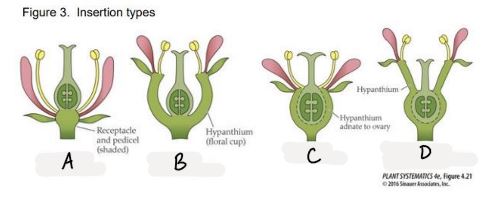 what insertion type is A?