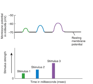 <ul><li><p>stronger stimulus → larger graded potential → travels farther</p></li></ul><p></p>