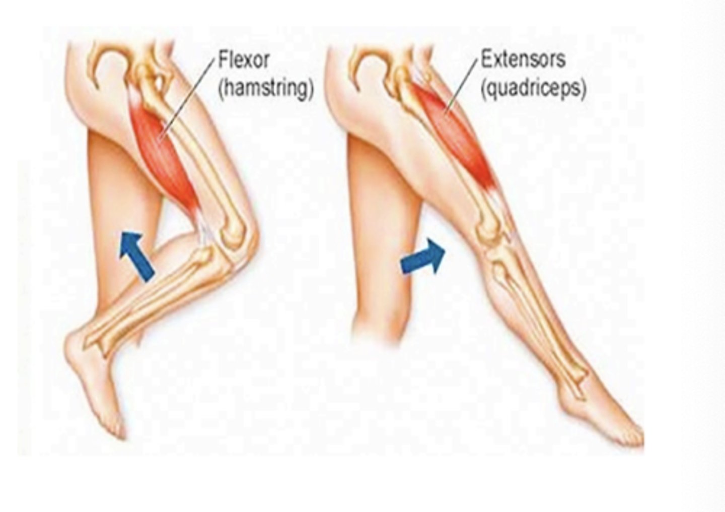 <p>causes bending at joint</p>