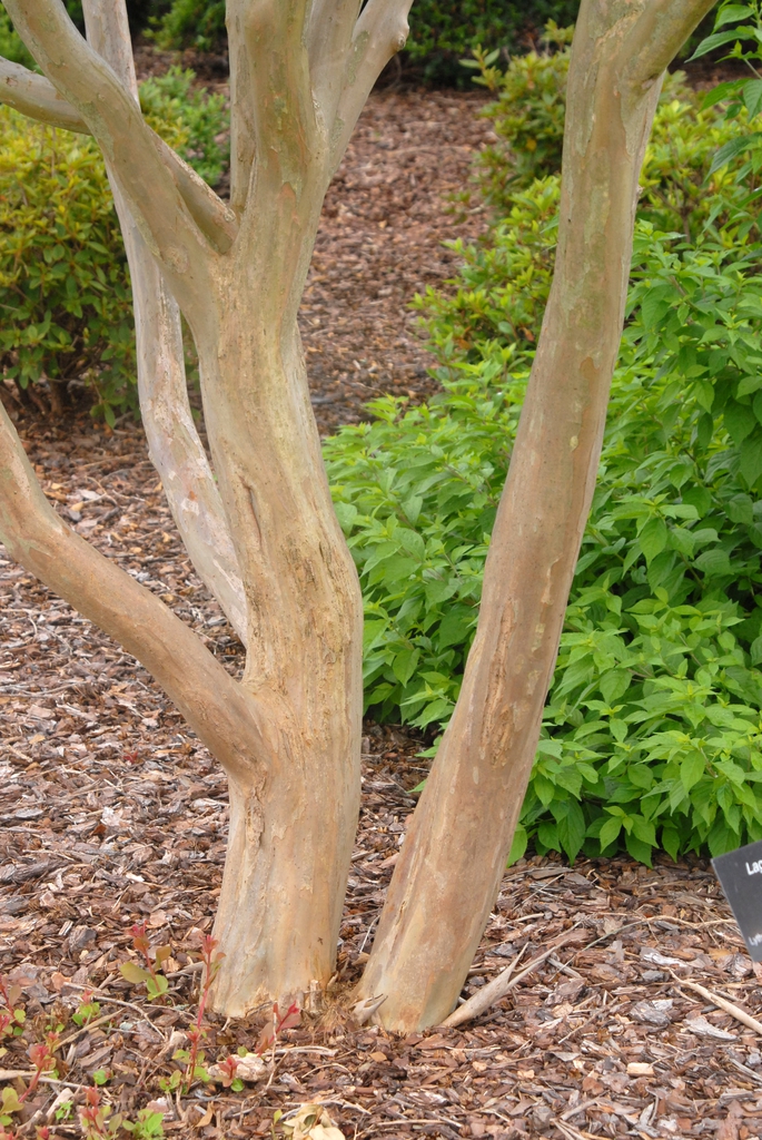 <p><span><span>crape myrtle</span></span></p>
