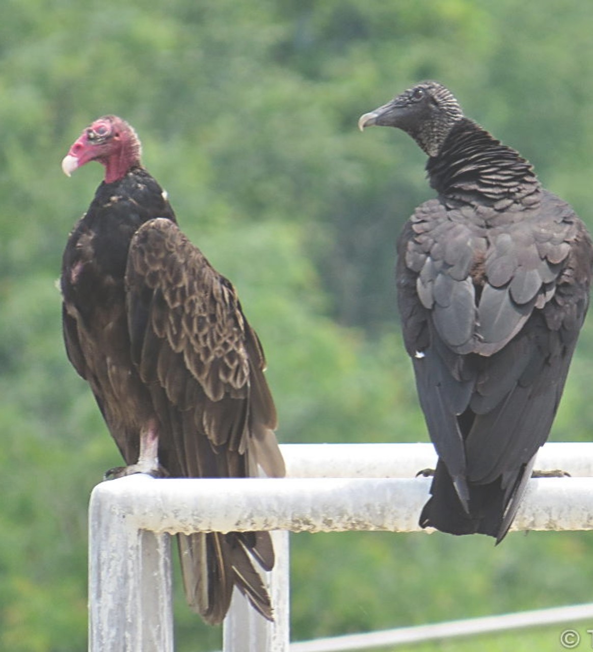 <p>● Raptor-like, but talons and beak not as sharp</p><p>● Largely bare heads</p><p>● Mostly black</p>