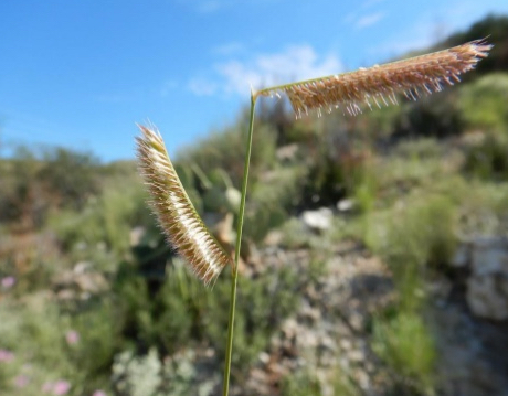 <p>BLUE GRAMA</p><p><span data-name="black_small_square" data-type="emoji">▪</span> A green, warm-season perennial grass, but it goes dormant in winter</p><p><span data-name="black_small_square" data-type="emoji">▪</span> Adapted to well-drained soils</p><p><span data-name="black_small_square" data-type="emoji">▪</span> It forms continues large expanses along with other short grasses</p><p><span data-name="black_small_square" data-type="emoji">▪</span> Thrives with little rain and can withstand drought</p>