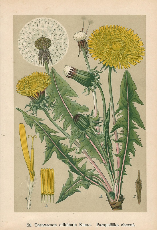 <p><em>Asteraceae</em></p><p><em>Taraxacum officinale -</em> pampeliška smetánka</p>