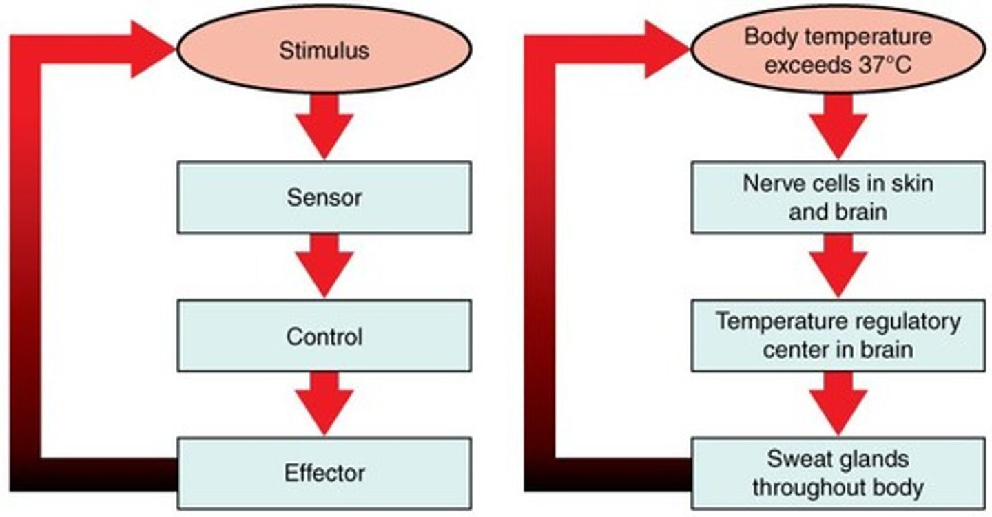 <p>A primary mechanism of homeostasis, whereby a change in a physiological variable that is being monitored triggers a response that counteracts the initial fluctuation.</p>