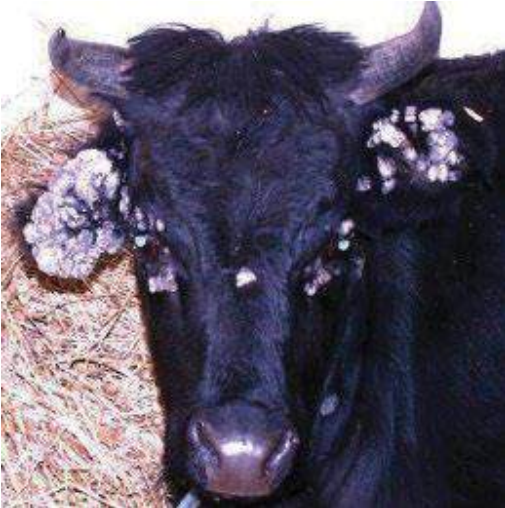 <p>Producido por papilomatovirus en bovinos y equinos, por papovavirus en perros. </p><p>En animales jóvenes, en cabras es en hembras adultas. </p><p>Son proyecciones cubiertas de queratina en forma de dedos o coliflor. Son células de epitelio escamoso en todos sus estados de desarollo.</p>