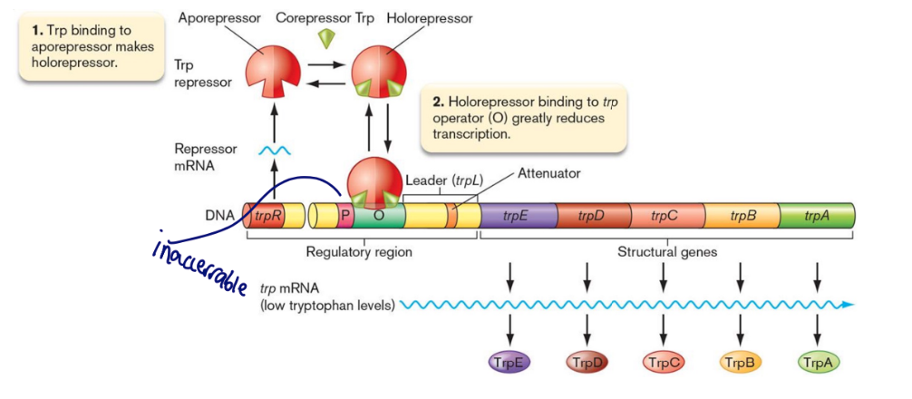 <ul><li><p>repression of anabolic pathways</p></li><li><p>When trp levels exceed cellular needs, excess Tryptophan (<span style="font-family: -apple-system, BlinkMacSystemFont, Segoe UI, Roboto, Oxygen, Ubuntu, Cantarell, Open Sans, Helvetica Neue, sans-serif; color: var(--color-neutral-black)">the corepressor</span>) binds to inactive TrpR (the aporepressor).</p></li><li><p>The complex then binds to an operator sequence upstream of the <span style="font-family: -apple-system, BlinkMacSystemFont, Segoe UI, Roboto, Oxygen, Ubuntu, Cantarell, Open Sans, Helvetica Neue, sans-serif; color: var(--color-neutral-black)">trp </span>structural genes and represses expression by blocking RNA pol.</p></li></ul>