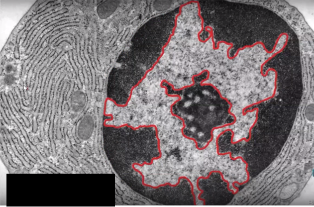 <p>Identify the specific structure</p>