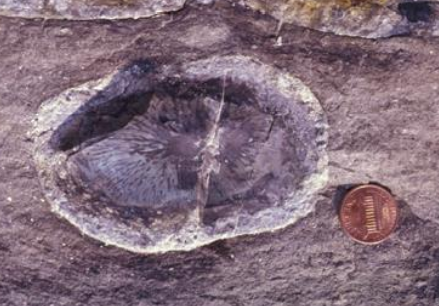 <p><mark data-color="green">Image:</mark></p><p>a: chert commonly forms beds and blob-shaped nodules. This chert nodule in dolostone near hamilton ON</p><ul><li><p>contains fossil sponge, the silica-rich skeleton of which acted as a “seed” for dissolved silica to precipitate around </p></li></ul>
