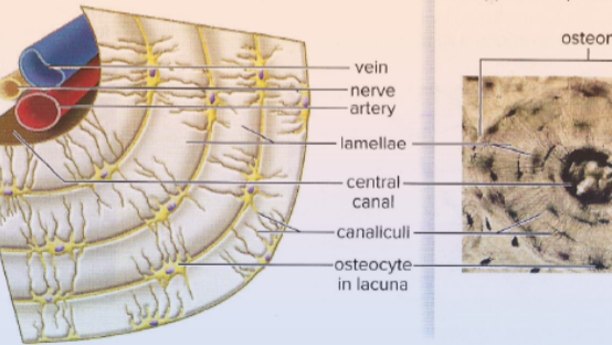 <p>What tissue type is this?</p>