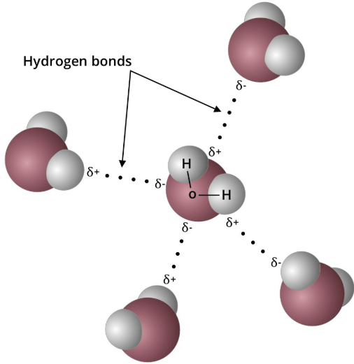 <p>the partially positive hydrogen atom in one polar covalent molecule will be attracted to an electronegative atom in another polar covalent molecule</p><p>an intermolecular bond(bond that forms between molecules, not created, molecule to molecule, weak bond and forms quick which is good for us</p><p>Happens because when a hydrogen atom is bonded to an electronegative atom the electrons are not being shared equally between atoms(polar covalent bond), which causes the hydrogen to have a partial positive charge and the electronegative atom to have a partial negative charge</p>