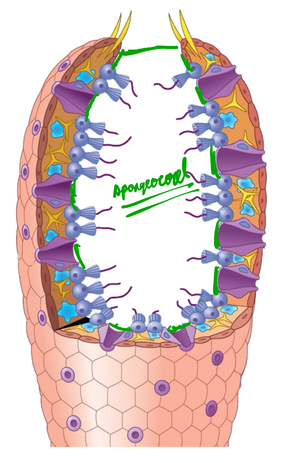 <p>Large cavity at the centre of the sponges wherein water is placed after entry and is taken for exit.</p>