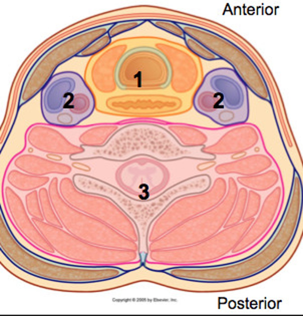 <p>Visceral</p><p>Vascular</p><p>Vertebral</p>