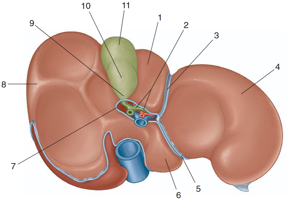 <p>identify the indicated parts of the liver and gallbladder</p>