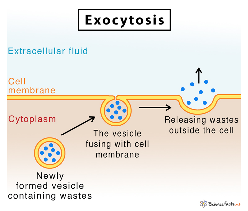<ul><li><p>requires ATP energy</p></li><li><p>allow substances to <strong>exit </strong>the cell </p></li><li><p>Golgi Apparatus (pack stuff) → vesicles → cell membrane </p></li></ul>