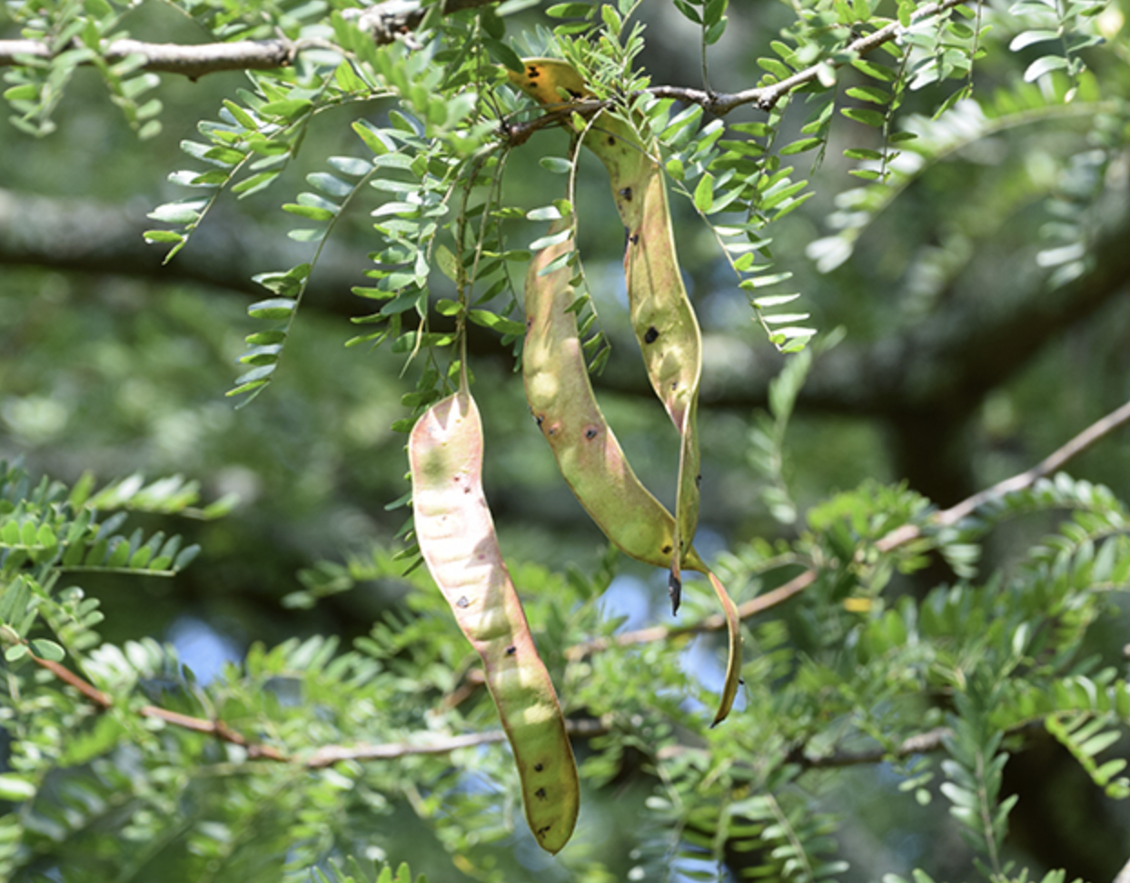 <p>honey locust</p><p>yellow toilet cleaner flours, flat beans, smaller leaves then pink locust </p>
