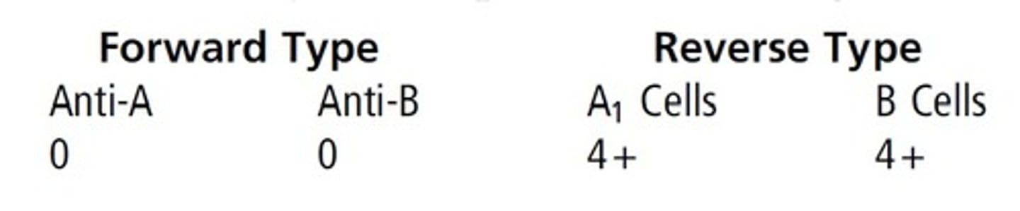 <p>b. Blood type O</p><p>The forward type shows no agglutination, meaning</p><p>the individual does not possess A or B antigens.</p><p>The reverse type shows reactivity with</p><p>both A1 and B cells, meaning the individual possess</p><p>antibodies to A and B antigens. This is characteristic</p><p>of the O blood group.</p>