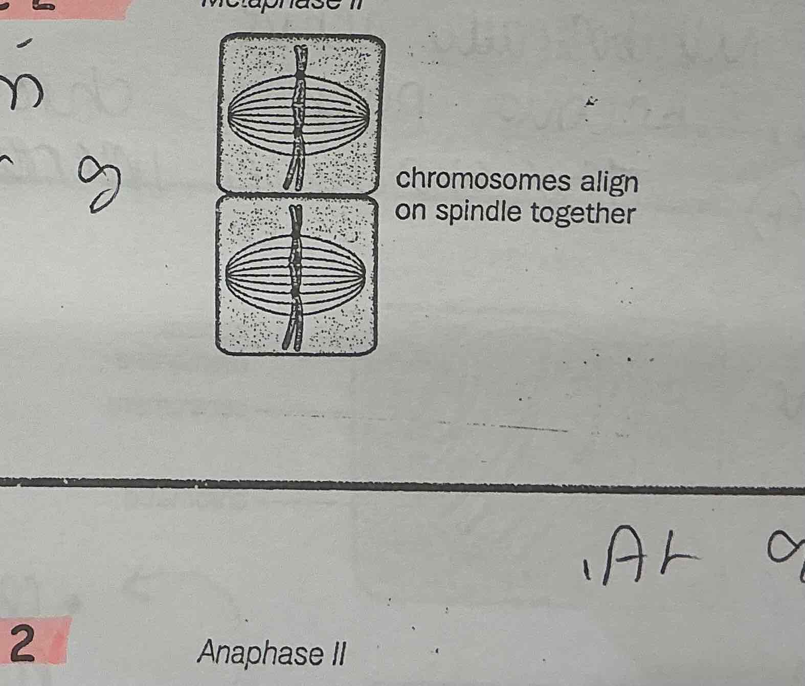 <p>.The chromosomes line up separately on the spindle fibres at the equator</p><p>.Each chromosome is attached to the spindle by its CENTROMERE</p><p>.IN MEOSIS 2 CENTRIOLES MOVE FROM EAST —→ WEST</p><p>.IN MEOSIS 1 CENTRIOLES MOVE FROM NORTH—&gt; SOUTH</p>