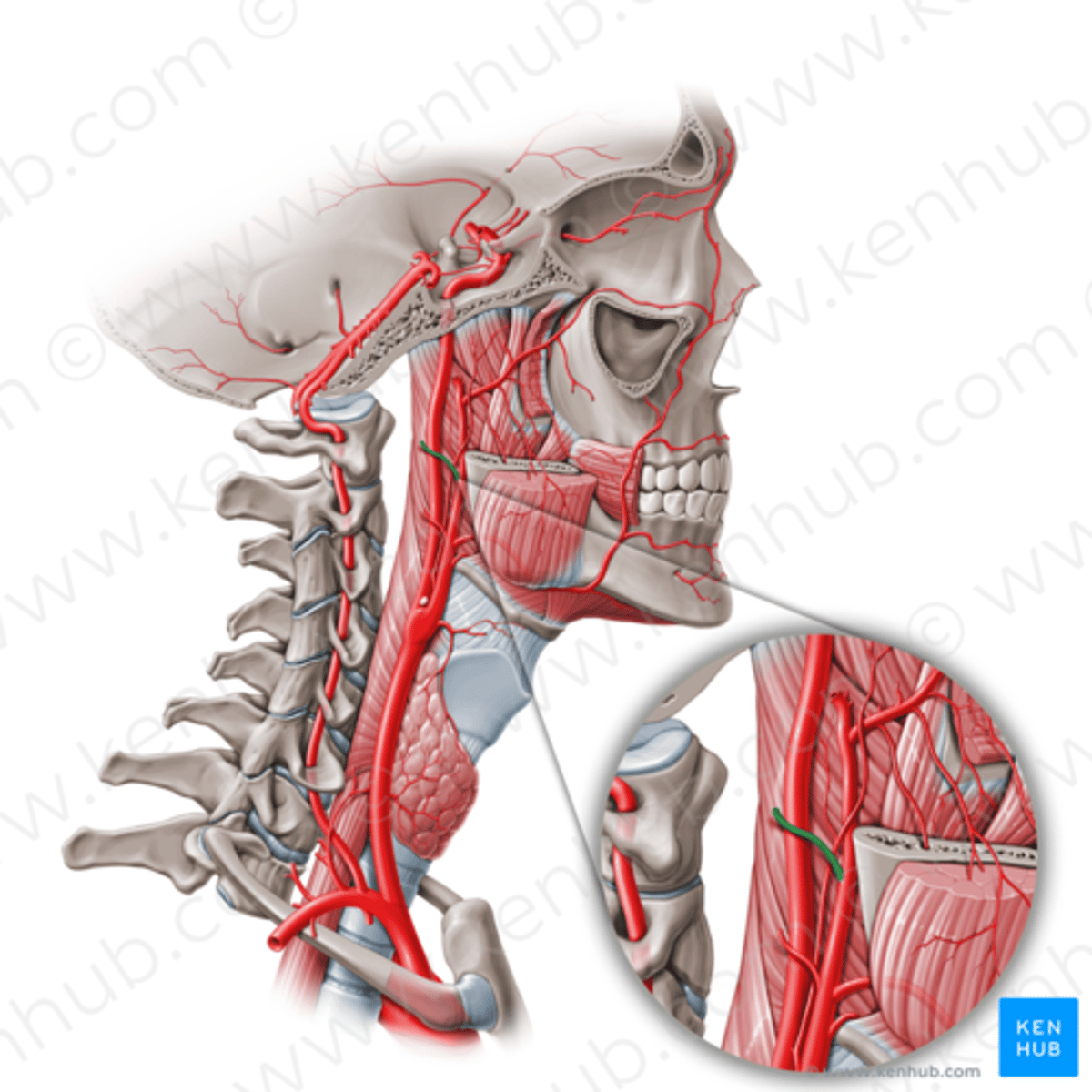 knowt flashcard image