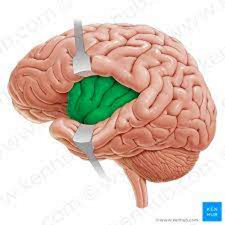 <p>the insula — anxiety disorders</p>