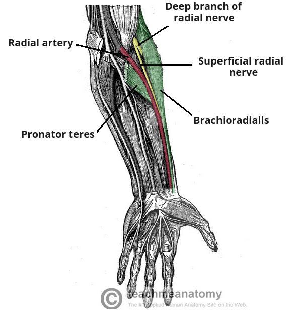 <p><span><strong><span>three main nerves median, ulnar, and radial</span></strong></span></p>