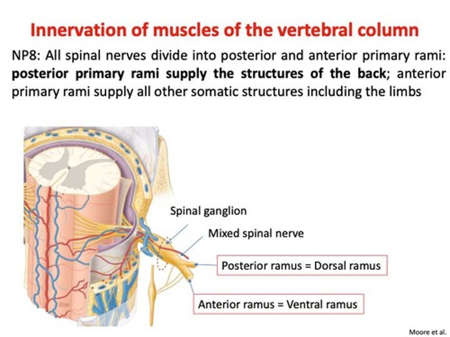 <p>Nerve supply to a specific body area.</p>