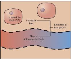 <p>fluid between cells in tissue </p>