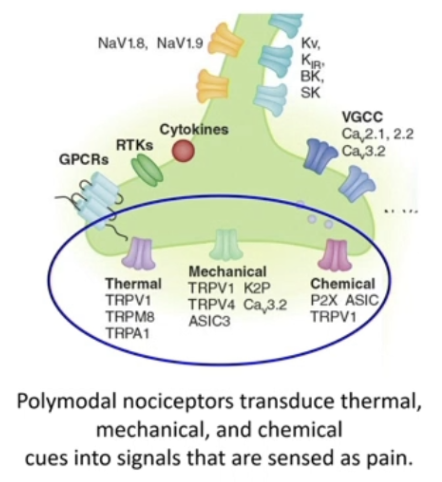 <ul><li><p>Sensitive to multiple sensory modalities - contradict LLT</p><ul><li><p><span style="color: red;"><strong><span>Respond to more than one type of stimulus</span></strong><span> (modality) and produce the </span><strong><span>same type of sensory perception</span></strong><span>.</span></span></p><ul><li><p><strong>Thermal stimuli</strong> (heat/cold)</p></li><li><p><strong>Mechanical stimuli</strong> (pressure, stretch)</p></li><li><p><strong>Chemical stimuli</strong> (acids, capsaicin, irritants)</p></li></ul></li><li><p>Despite different inputs, the <strong><mark data-color="red" style="background-color: red; color: inherit;">same neuron fires</mark></strong><mark data-color="red" style="background-color: red; color: inherit;">.</mark></p></li></ul></li></ul><ul><li><p>Ex: Nocireceptors (pain)</p><ul><li><p>They can detect:</p><ul><li><p>Extreme heat or cold</p></li><li><p>Mechanical damage (pinch, cut)</p></li><li><p>Chemical irritants (acid, capsaicin, inflammatory mediators)</p></li></ul></li><li><p>All of these:</p><ul><li><p>Activate the same nociceptive neuron</p></li><li><p>Send signals to the same CNS pathways</p></li><li><p>Are perceived as pain</p></li></ul></li><li><p><u>Different stimulus → same percept</u></p></li></ul></li></ul><p></p>