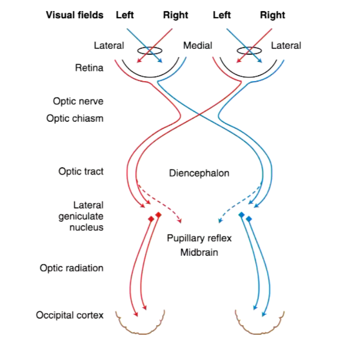 <p>Retina →</p><p>Optic nerve →</p><p>Optic chiasm (Crossing region)&nbsp;→</p><p>Optic tract&nbsp;→</p><p>Lateral geniculate nucleus (Within thalamus)&nbsp;→</p><p>Optic radiation&nbsp;(White matter between thalamus to occipital cortex) →</p><p>Occipital cortex&nbsp;→</p>