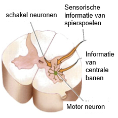 Het ventrale gedeelte van de grijze stof. Hieruit ontspringen de motorische neuronen. Hierin wonen motorneuronen.