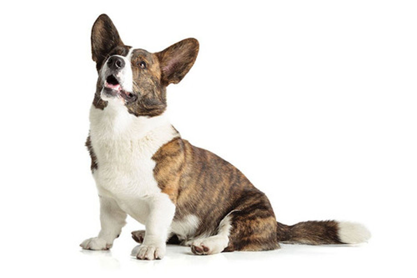 <p>Affectionate, Loyal, Smart</p><p>AKC Breed Popularity: Ranks 69 of 194</p><p>Height: 10.5-12.5 inches</p><p>Weight: 30-38 pounds (male), 25-34 pounds (female)</p><p>Life Expectancy: 12-15 years</p><p>Group: Herding Group</p>