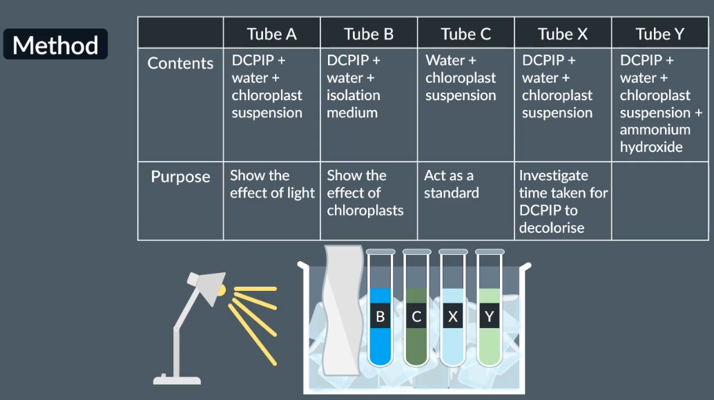 <ul><li><p>For tube y the purpose is to investigate the effect of ammonium hydroxide</p></li><li><p>So, without ammonium hydroxide it takes shorter time to decolorise</p></li><li><p>With ammonium hydroxide it takes longer time to decolarise, reducing the rate of dehydrogenase enzyme</p></li><li><p>When removing the foil for tube A, which appears a lighter shade, shows that both light and chloroplasts are required for this reaction</p></li></ul><p></p>
