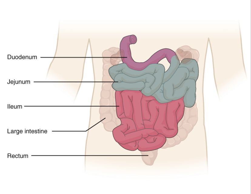 <p><strong>Chemical digestion</strong> of carbohydrates, lipids, and proteins and signals w/ cholecystokinin (CKK) for <u>gallbladder to release bile</u>;</p><ul><li><p><strong>duodenum</strong> (secretes hormones for accessory organs to secrete juices; <u>gallbladder</u> - bile, <u>pancreas</u> - trypsin, amylase, lipase)</p></li><li><p><strong>jejunum</strong> (digestion finishes → absorption)</p></li><li><p><strong>ileum</strong> (absorbs most nutrients)</p></li></ul>