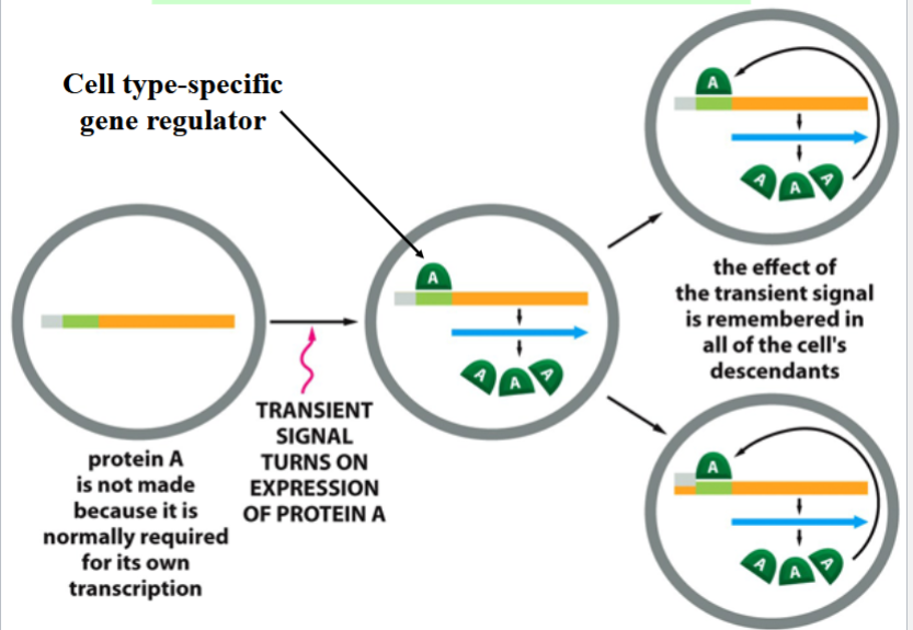 <p>a signal (external or internal) triggers expression of a transcription regulator → the protein perpetuates expression of its own gene by activating its own transcription</p><p>cell expression the protein must preserve it through cell division so that it can be passed on to daughter cells</p><p>transcription regulator must be able to positively control its own transcription <em>and</em> the transcription of other cell type-specific genes (even if the signal that triggered the initial expression is no longer present)</p>