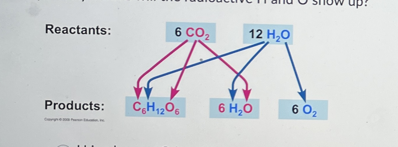 If you expose a photosynthesizing plant to water that contains both radioactive H and radioactive O, in which of the products of photosynthesis will the radioactive H and O show up?