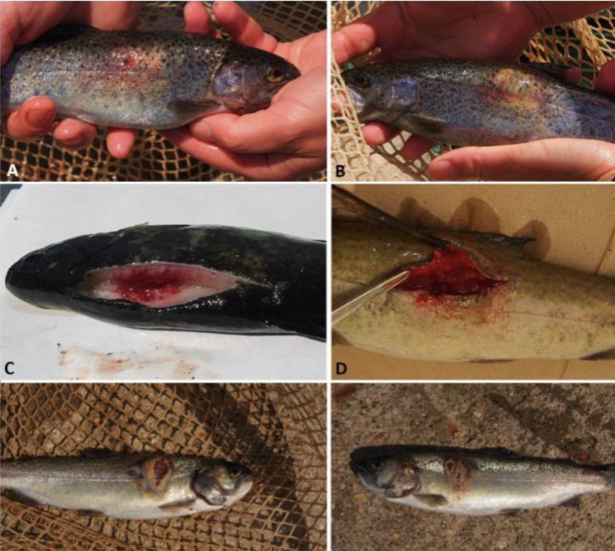 <p><strong>Causative agent:</strong></p><ul><li><p><em><mark data-color="red" style="background-color: red; color: inherit;">Aeromonas salmonicida</mark></em><mark data-color="red" style="background-color: red; color: inherit;"> subsp. </mark><em><mark data-color="red" style="background-color: red; color: inherit;">salmonicida</mark></em><mark data-color="red" style="background-color: red; color: inherit;"> </mark>(Gram-negative)</p></li></ul><p><strong>Hosts:</strong></p><ul><li><p><strong>Salmonids</strong>, especially <strong>trout</strong></p></li><li><p><strong>All age groups</strong></p></li><li><p><strong>also affect non-salmonids</strong></p></li></ul><p></p><p><strong>Transmission</strong></p><ul><li><p><strong>Horizontal</strong>:</p><ul><li><p><strong>Per os, </strong>via <strong>gills, damaged skin, anal opening</strong></p></li></ul></li><li><p>Spread by <strong>contaminated water</strong> and <strong>sick carriers</strong></p></li><li><p><strong>Vectors:</strong> fish lice (<em>Argulus</em>)</p></li></ul><p></p><p><strong>Clinical signs</strong></p><ul><li><p>Depression, anorexia</p></li><li><p><strong>Hemorrhages in internal organs</strong></p></li><li><p><strong>Muscle abscesses → furuncles</strong> (boil-like lesions)</p></li></ul><p></p><p><strong>Pathological changes</strong></p><ul><li><p><strong>Acute form</strong> (young farmed fish):</p><ul><li><p>Septicemia → sudden death within 2-3 days</p></li><li><p><strong>High mortality</strong></p></li><li><p>acute is more common in older in nature as youngs are more resistant</p></li></ul></li><li><p><strong>Subacute or Chronic form</strong> (older fish, wild populations):</p><ul><li><p>Abscesses in skin with surface remission in the form of furuncules</p></li></ul></li></ul><p></p><p><strong>Prevention & Therapy</strong></p><ul><li><p><strong>Antibiotics</strong> (based on sensitivity testing)</p></li><li><p><strong>Vaccination</strong> (important preventive measure in aquaculture)</p></li><li><p>Biosecurity and stress reduction</p></li></ul><p></p><p><strong>Diagnosis</strong></p><ul><li><p><strong>Bacterial cultivation</strong></p></li><li><p>Supported by clinical signs and necropsy</p></li></ul><p></p><p><strong>One-sentence oral exam answer</strong></p><figure data-type="blockquoteFigure"><div><blockquote><p>“Furunculosis is a systemic bacterial disease of salmonids caused by <em>Aeromonas salmonicida</em>, transmitted horizontally, producing septicemia and characteristic muscle abscesses that develop into furuncles.”</p></blockquote><figcaption></figcaption></div></figure><p></p>