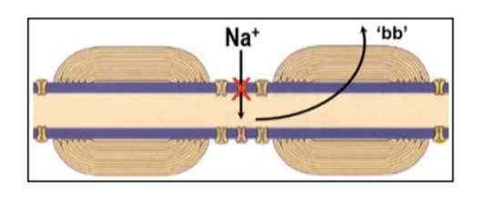 <p>Ils chargent la gaine de myéline comme une pile pour que le nœud de Ranvier suivant soit prêt à se dépolariser rapidement, ce qui permet une conduction saltatoire efficace.</p>