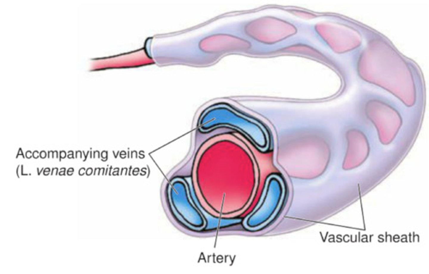 <p>paired viens on sides of artery to aid blood return</p>